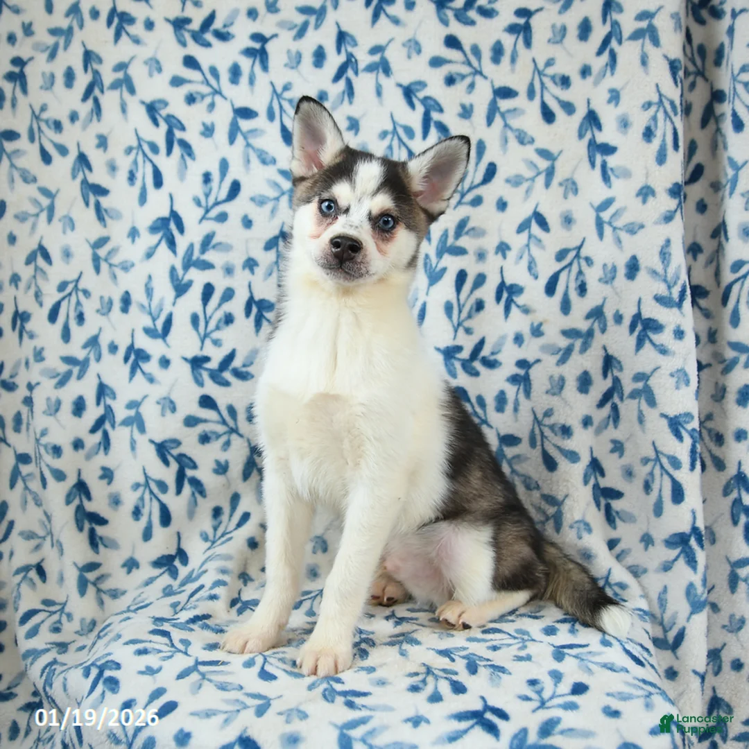 Alaskan Klee Kai dogs for sale: Kodiak - Ad 1