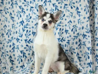 Alaskan Klee Kai dogs Kodiak - Ad 1