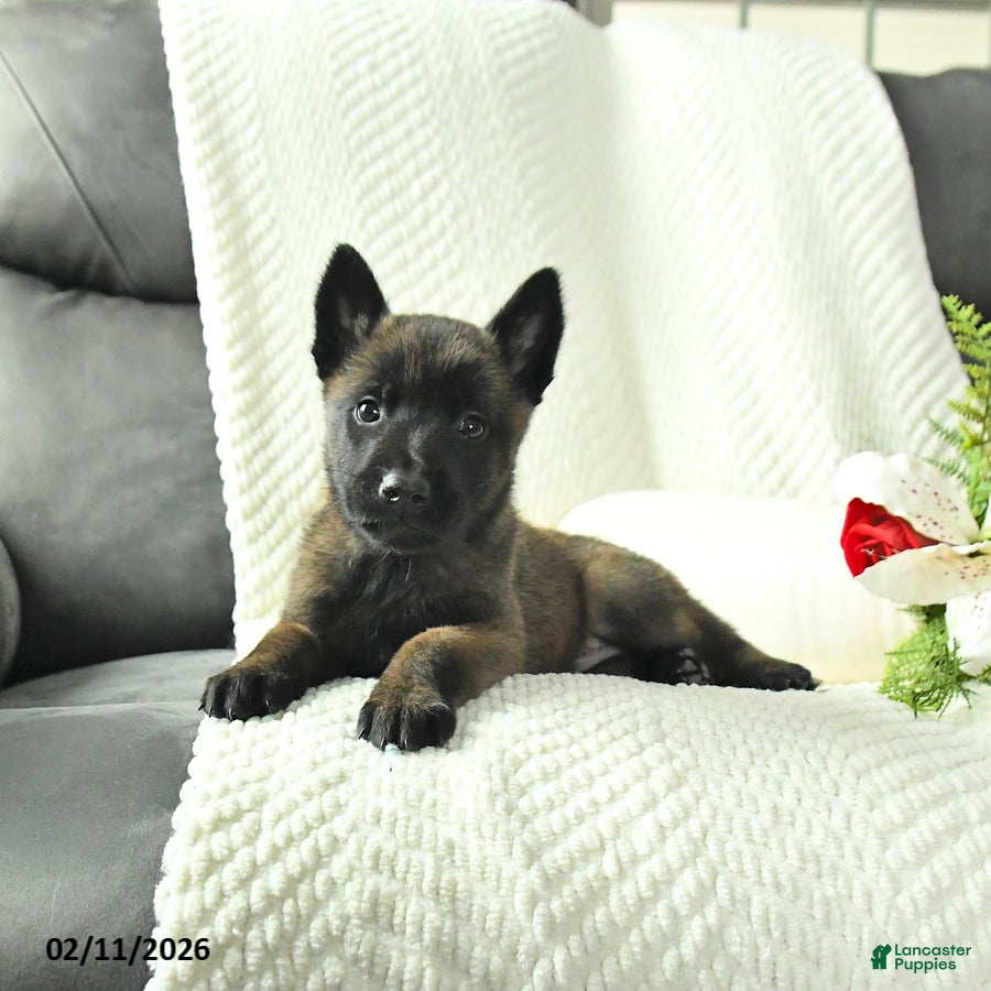 Belgian Malinois dogs Bruce - Ad 2