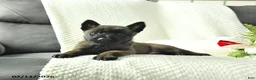 Belgian Malinois dogs for sale: Bruce - Ad 2