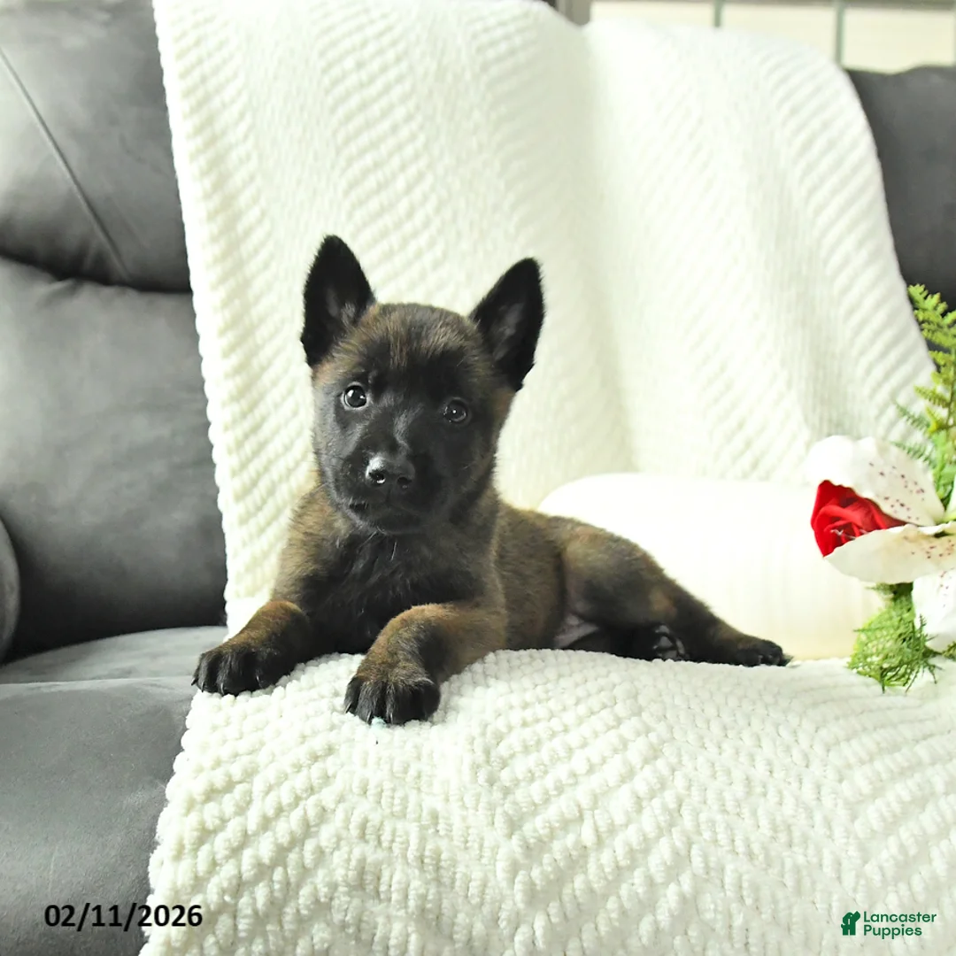 Belgian Malinois dogs for sale: Bruce - Ad 2