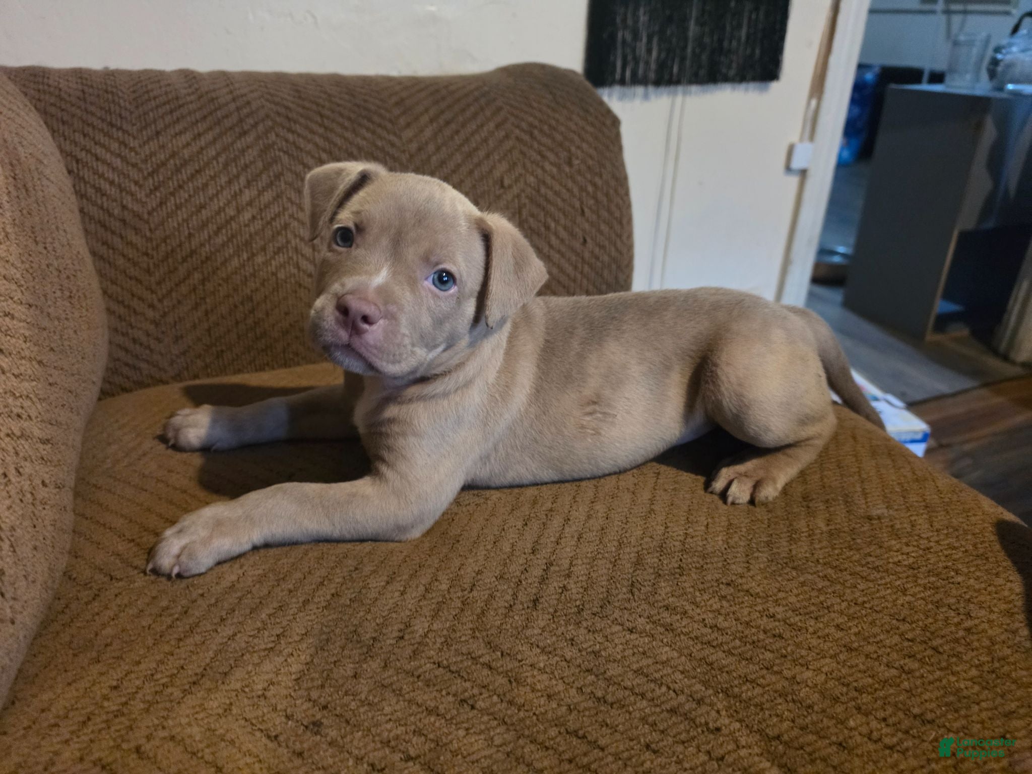 Mixed Breed dogs for sale: Rosemary  - Ad 2