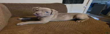 Rosemary 