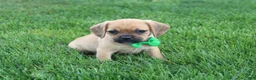 Puggle dogs for sale: Rascal - Ad 3