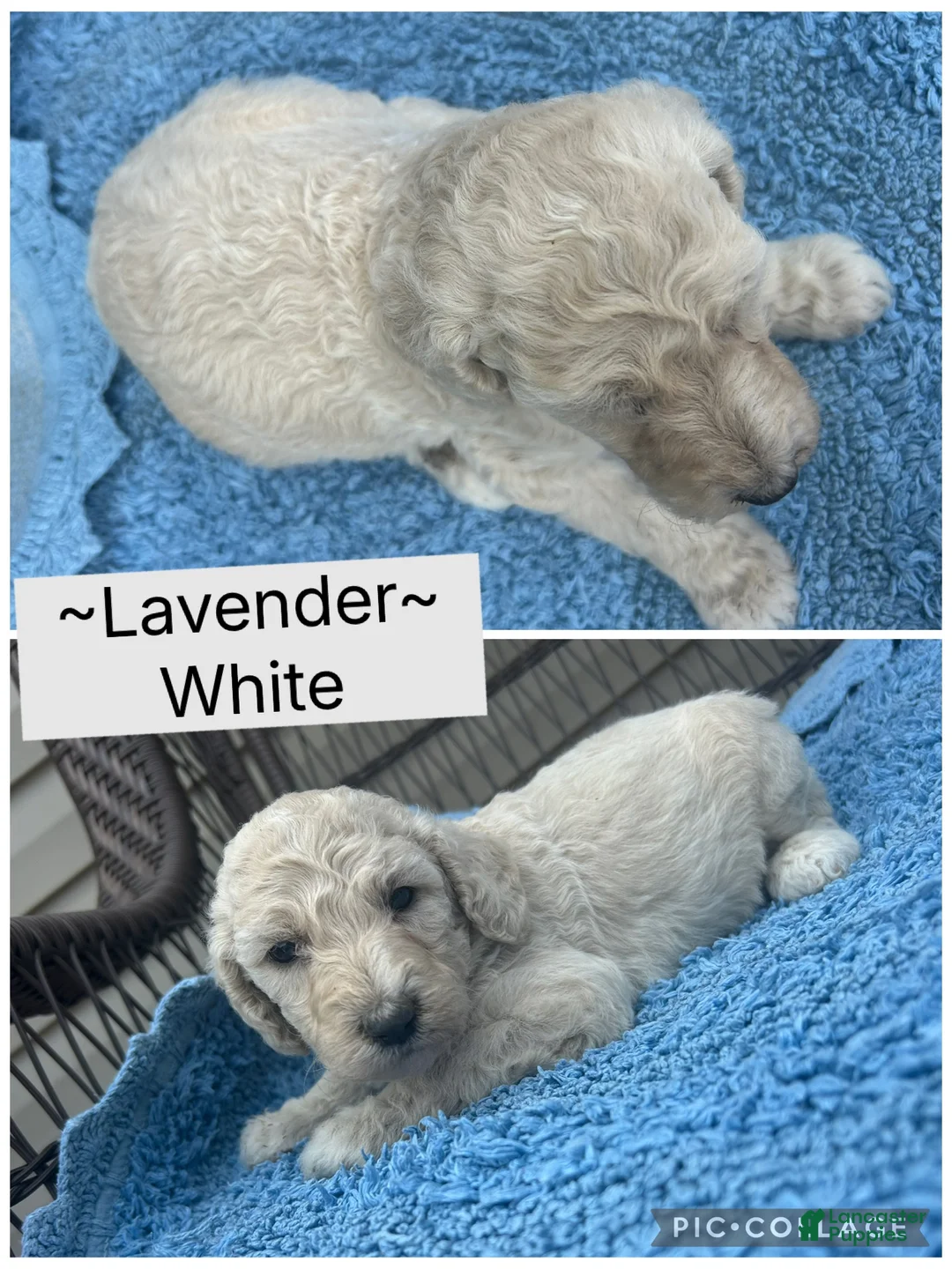 Standard Poodle dogs for sale: Standard Poodle Lavender  - Ad 2
