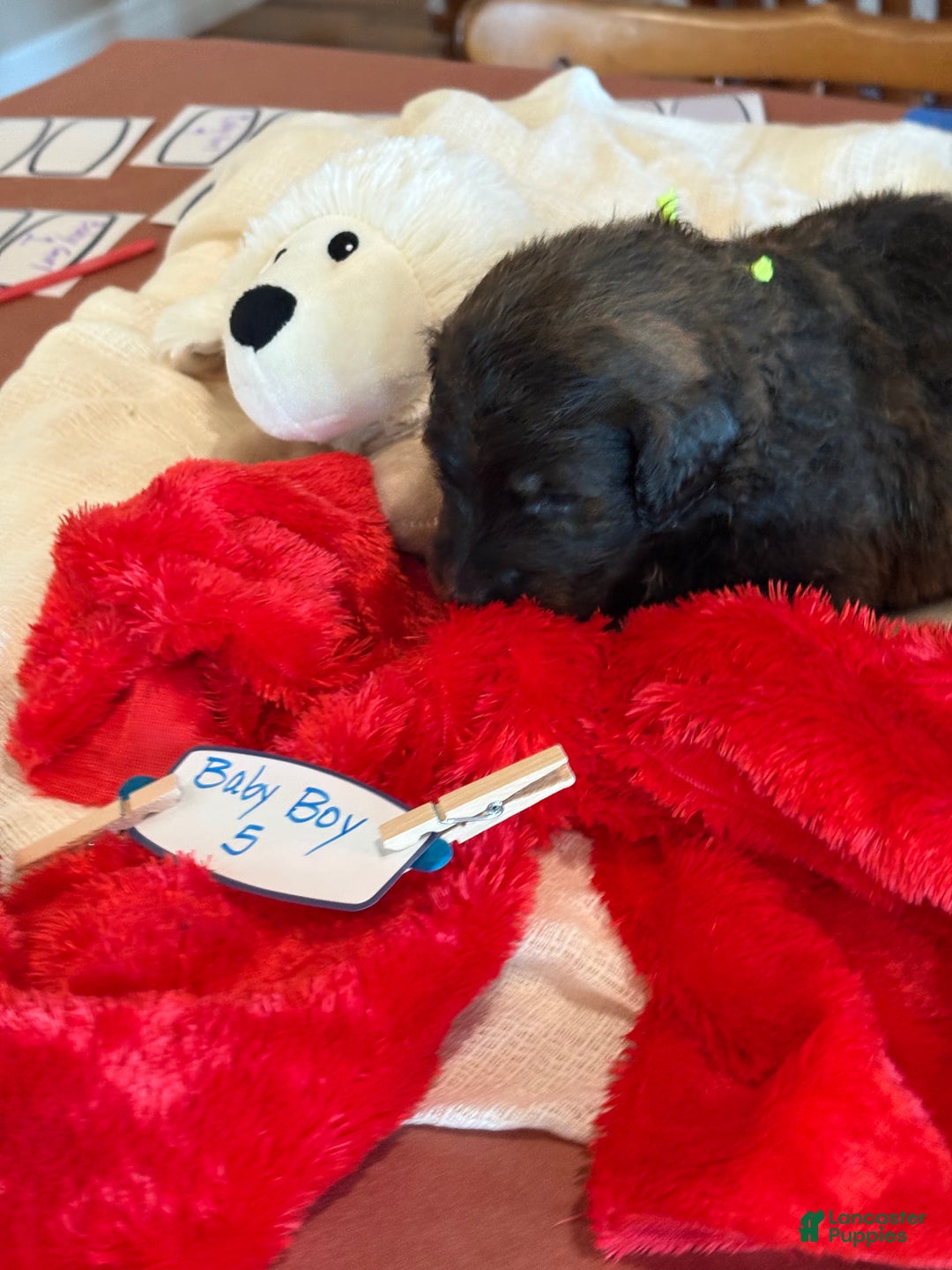 Mixed Breed dogs for sale: male # 5 English Shepherd Doodle  - Ad 4