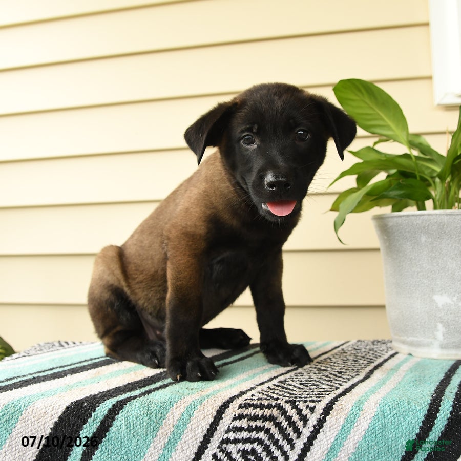 Belgian Malinois dogs Nia - Ad 2