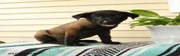 Belgian Malinois dogs for sale: Nia - Ad 2