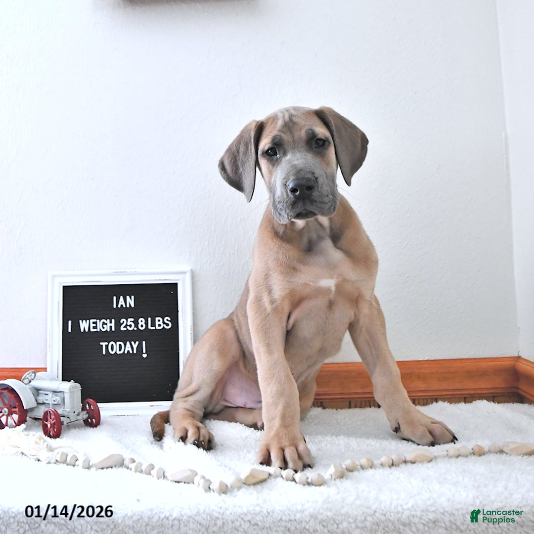 Great Dane dogs for sale: Ian - Ad 1