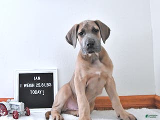 Great Dane dogs Ian - Ad 27