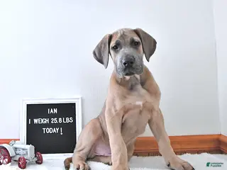 Great Dane dogs Ian - Ad 1