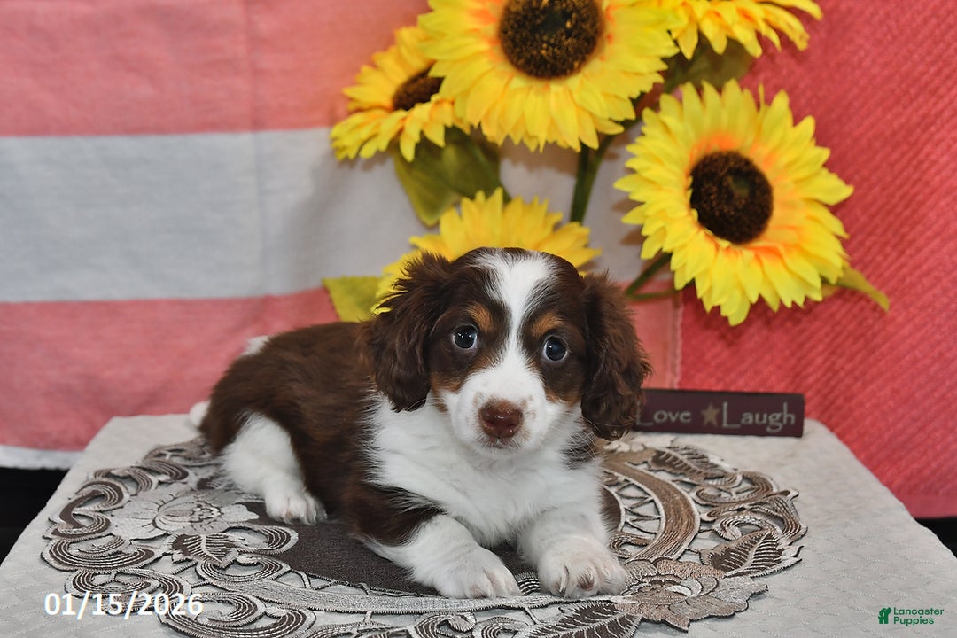 Miniature Dachshund dogs for sale: Hero - Ad 3