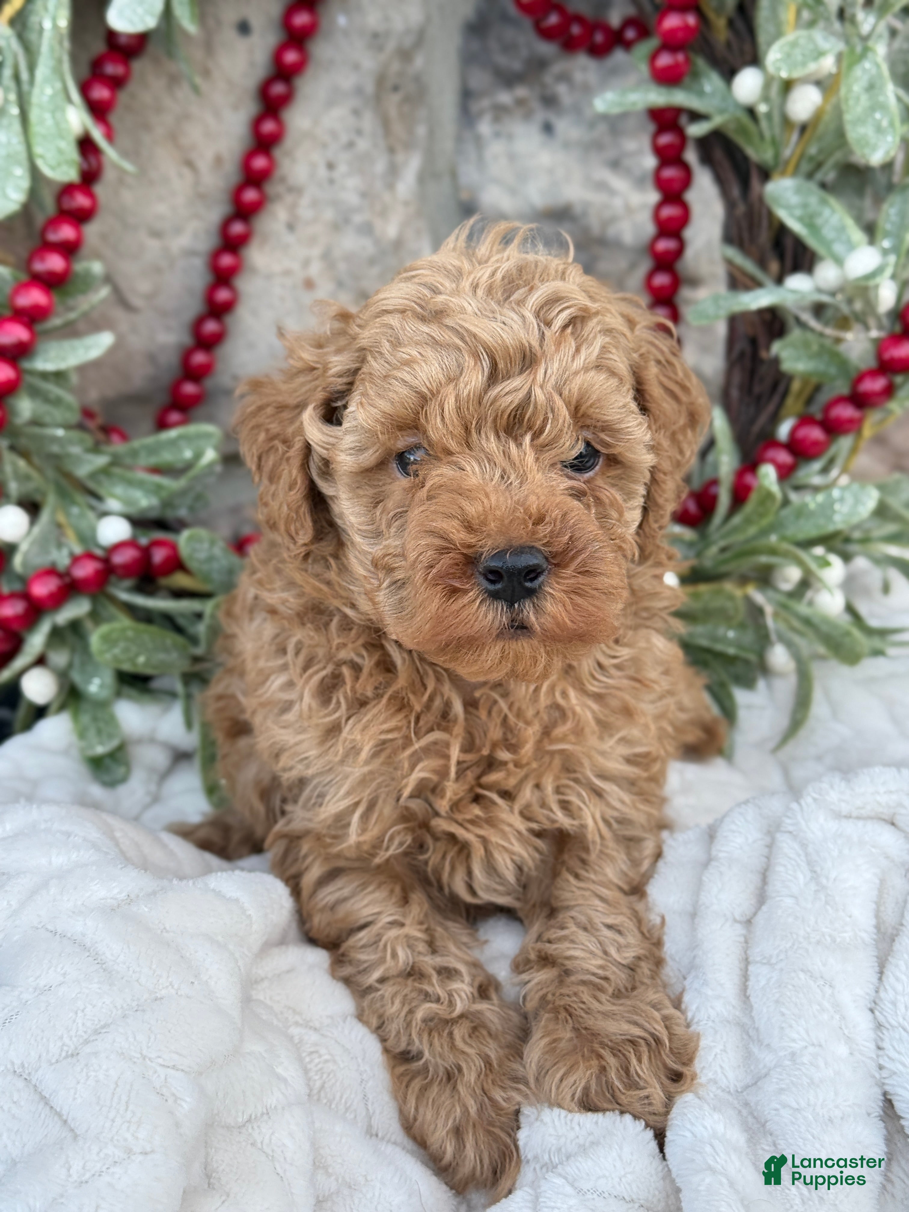 Toy Poodle dogs Trotter - Ad 8