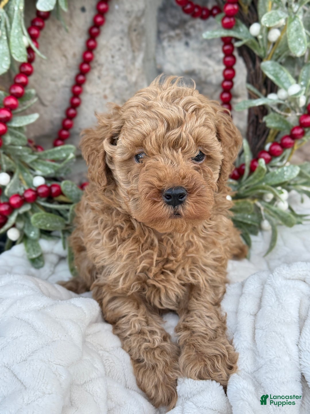 Toy Poodle dogs for sale: Trotter - Ad 1
