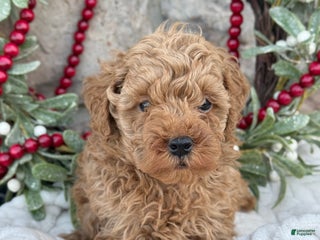 Toy Poodle dogs Trotter - Ad 24