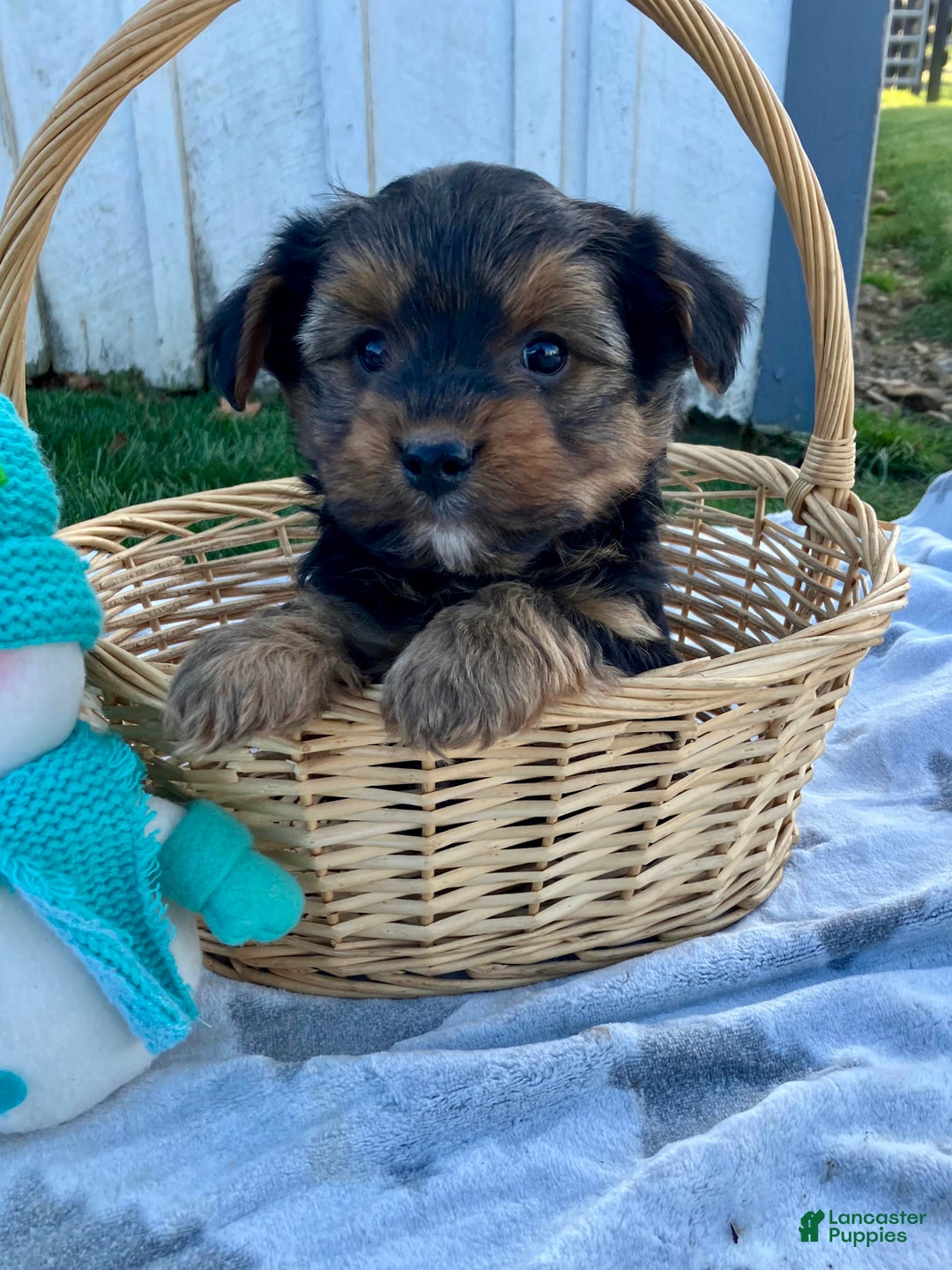 Yorkshire Terrier dogs for sale: Atlas - Ad 2