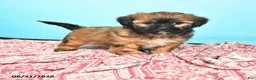 Shorkie dogs for sale: Tucker - Ad 1