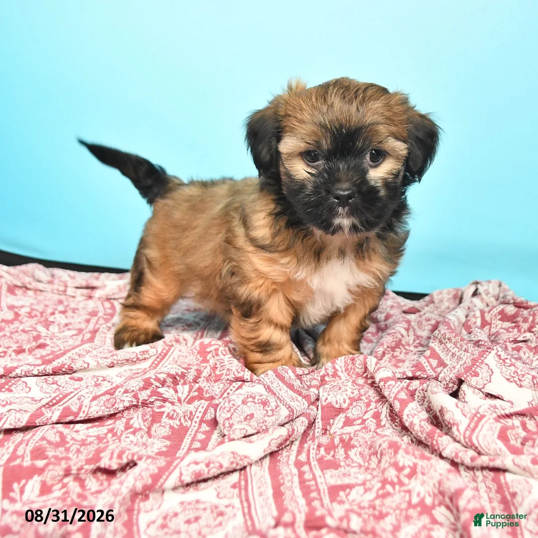 Shorkie dogs for sale: Tucker - Ad 1