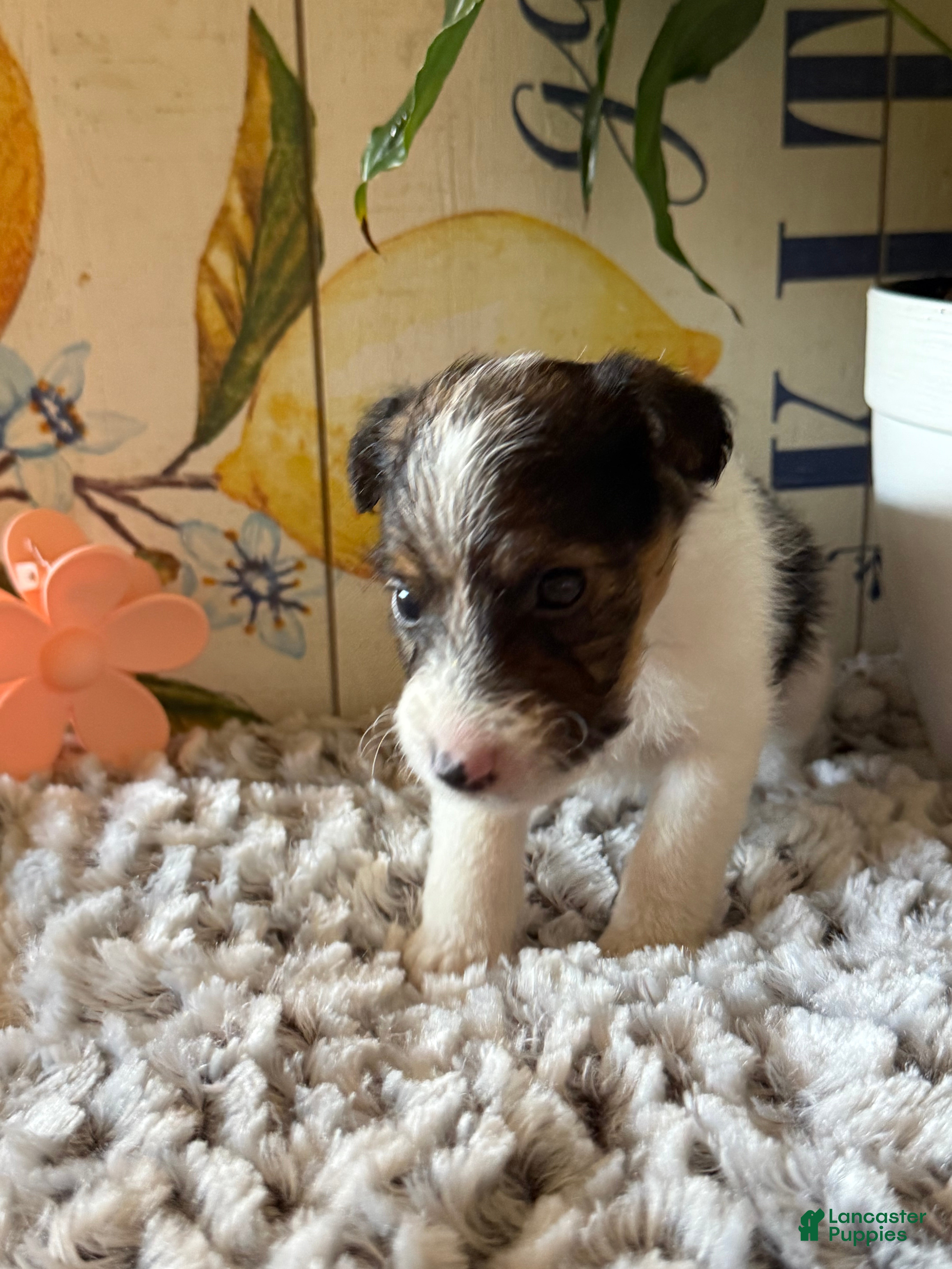 Wire Fox Terrier dogs Bellwether  - Ad 1