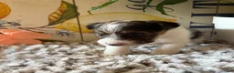 Wire Fox Terrier dogs for sale: Bellwether  - Ad 1