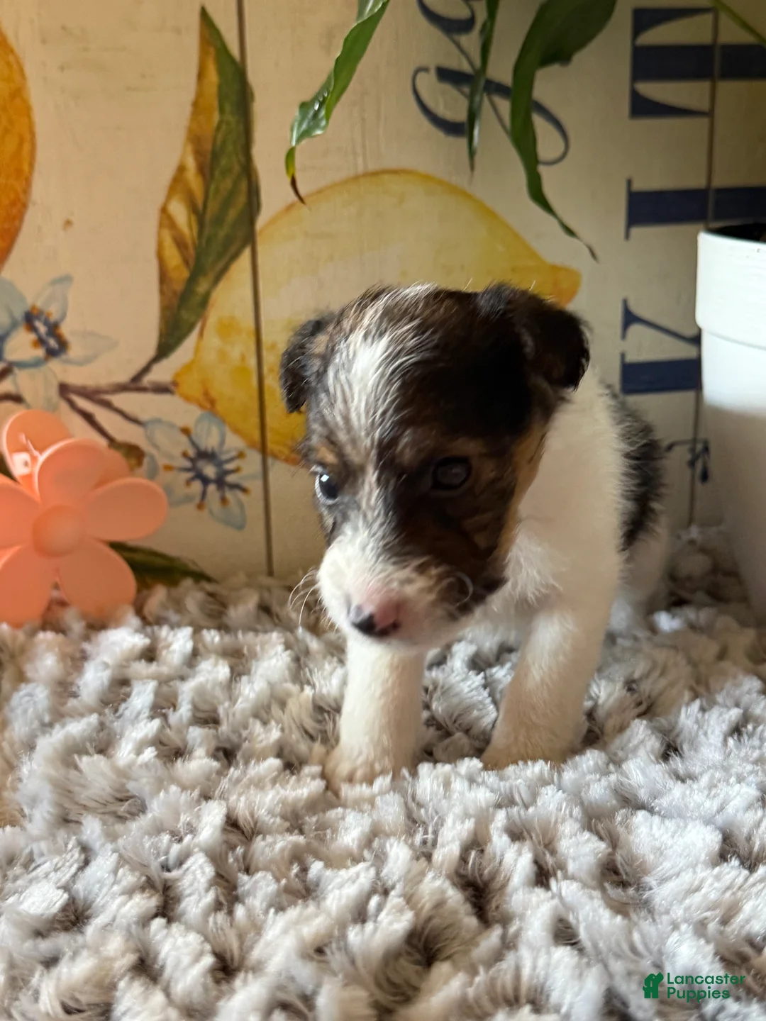 Wire Fox Terrier dogs for sale: Bellwether  - Ad 1