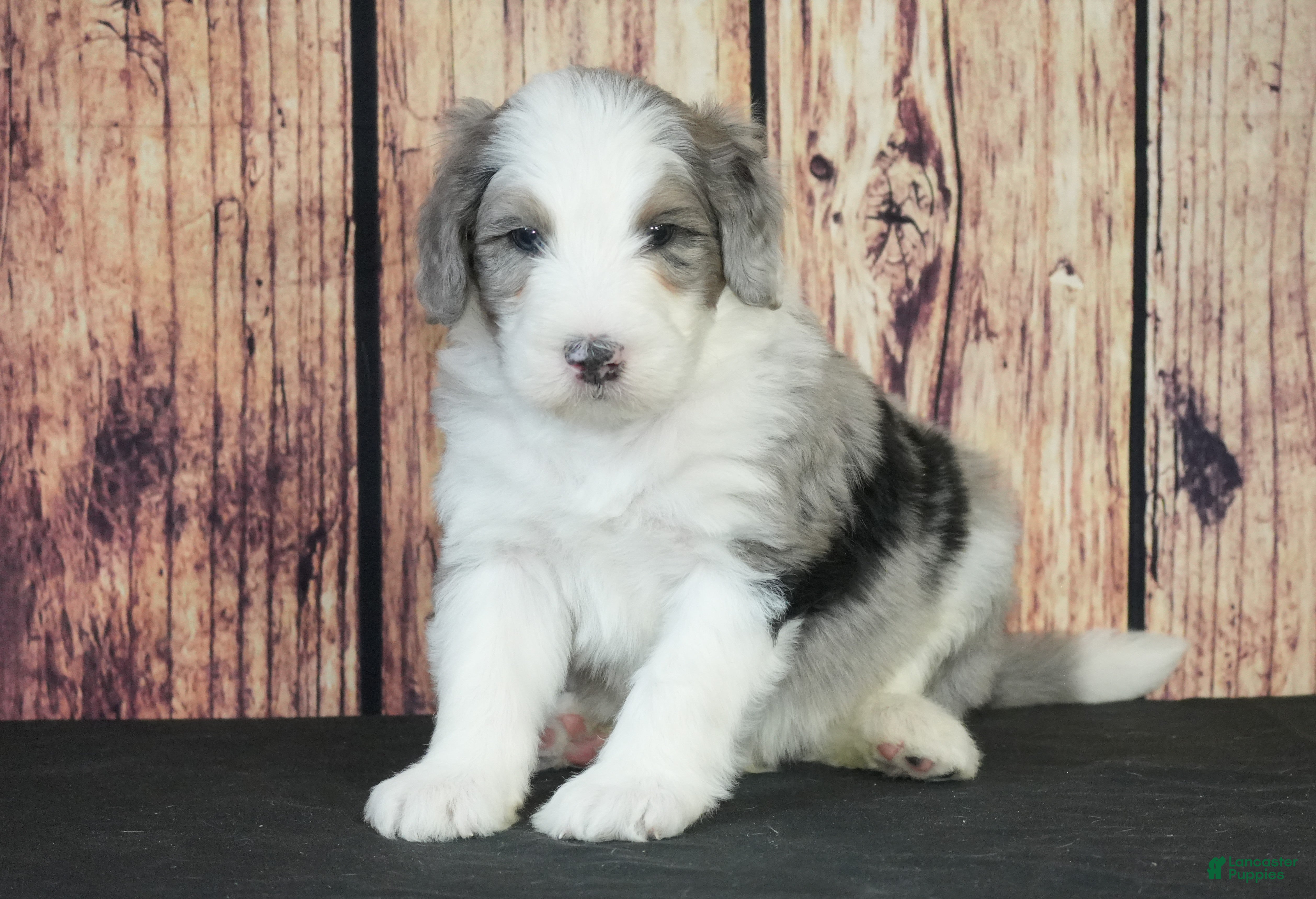 Sheepadoodle dogs Sheepadoodle Puppy 1 - Ad 35