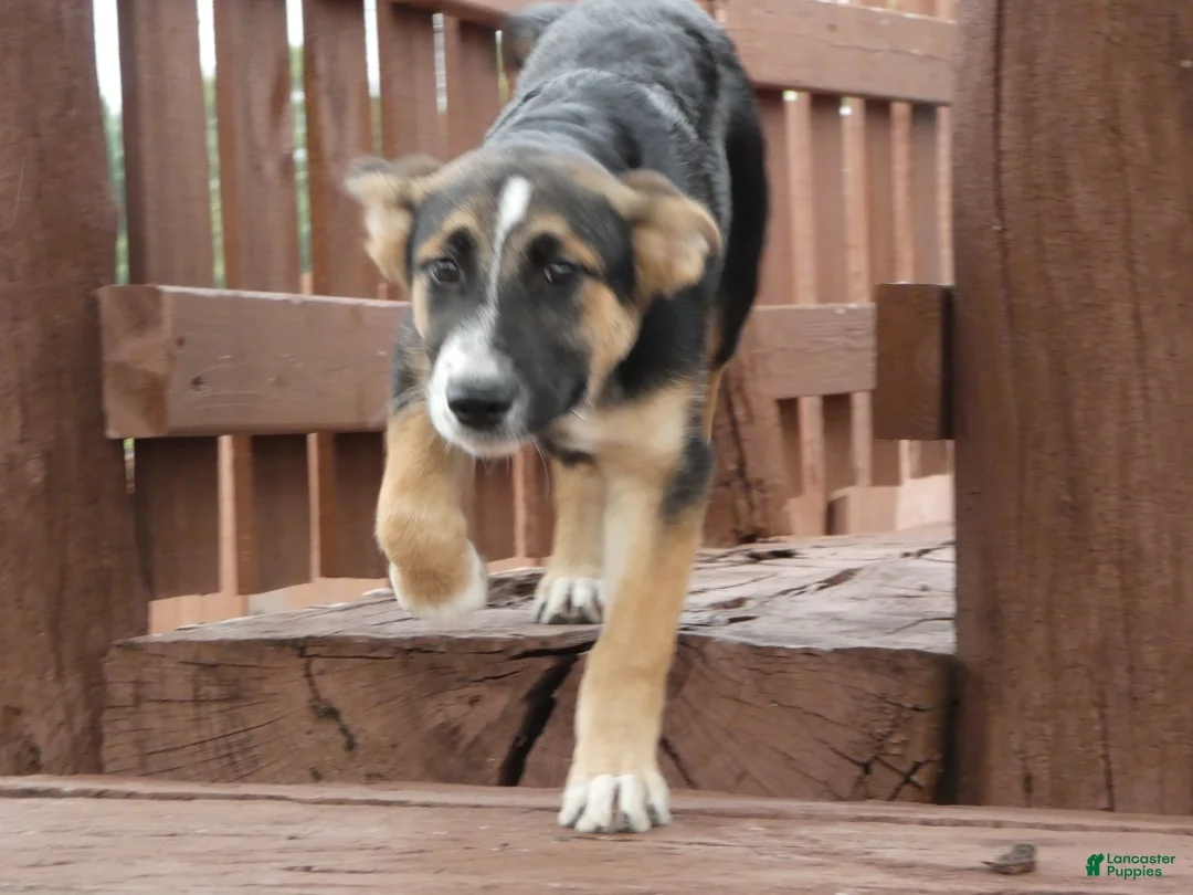 Sheprador dogs for sale: Golden Shepherd 1 Susie - Ad 2