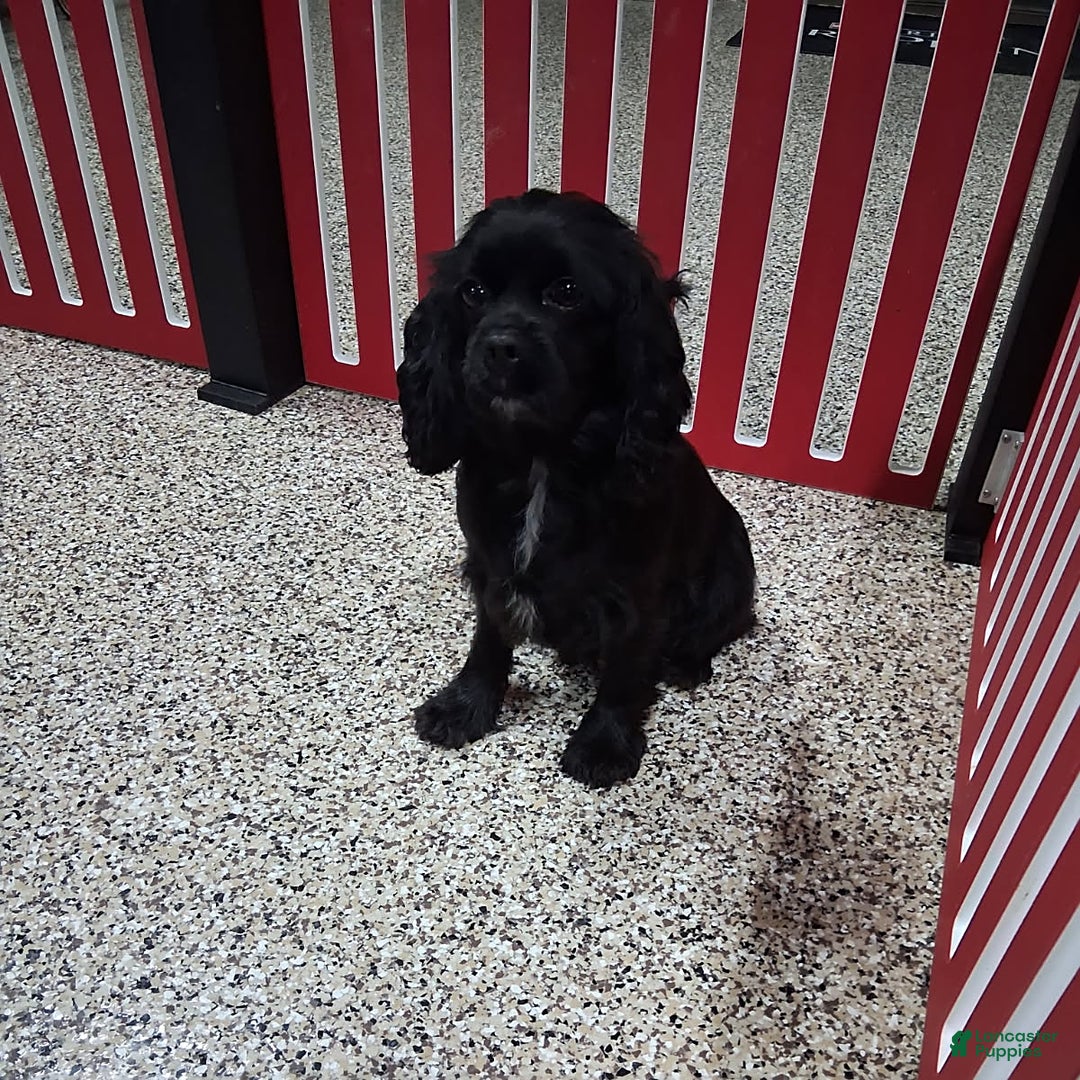 Cockapoo dogs for sale: Candy - Ad 5