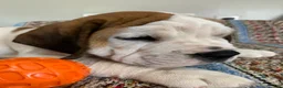 Beabull dogs for sale: Dillon - Ad 4