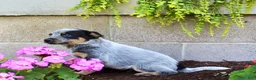 Australian Cattle Dog dogs for sale: Buddy - Ad 6