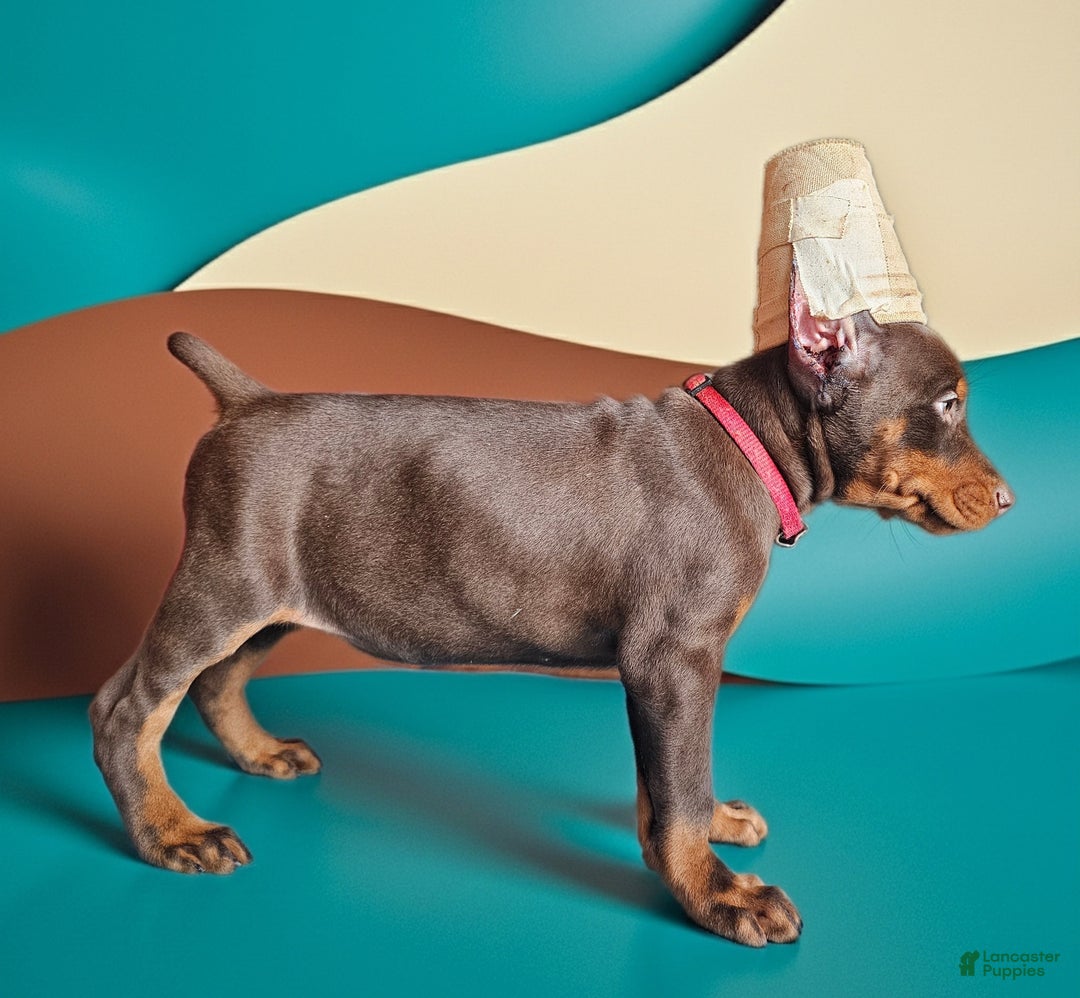 Doberman Pinscher dogs for sale: Red girl - Ad 1