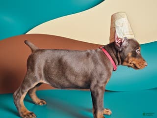 Doberman Pinscher dogs Red girl - Ad 39