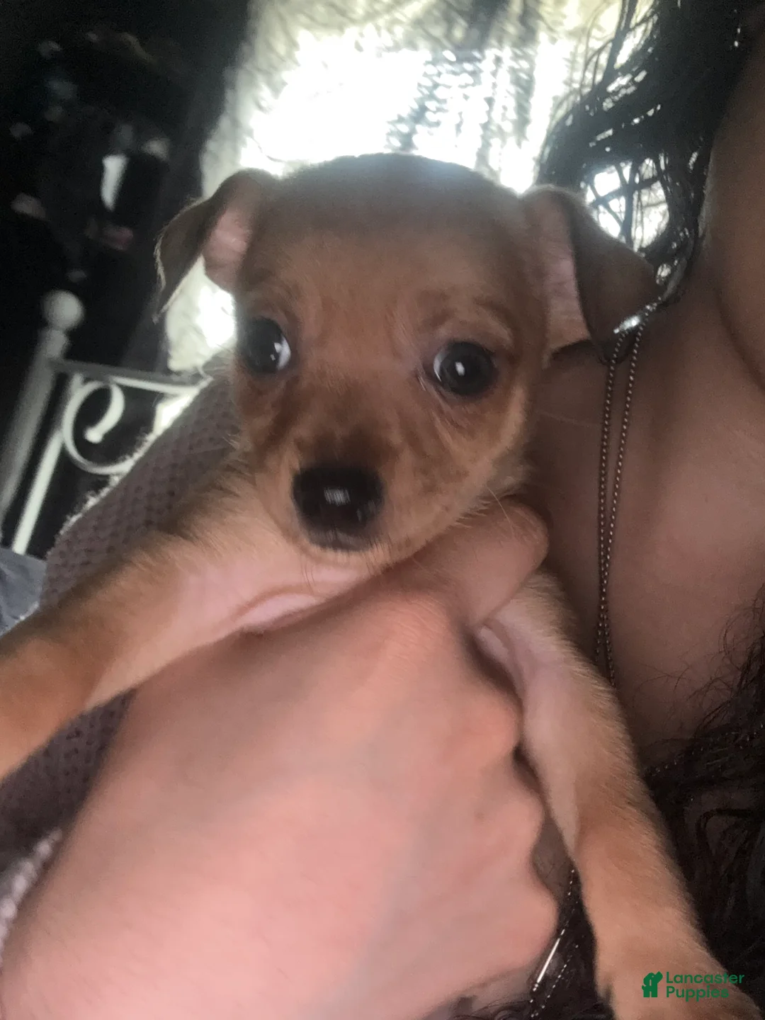 Mixed Breed dogs for sale: Lilith  - Ad 2