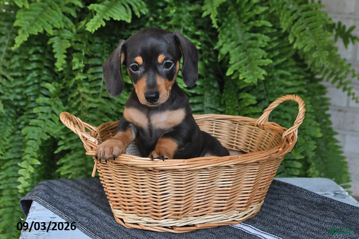 Miniature Dachshund dogs Macy - Ad 2