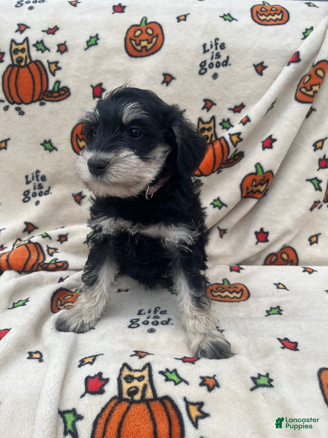 Miniature Schnauzer dogs for sale: Kali - Ad 1