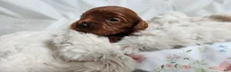 Cavapoo dogs for sale: Fern  - Ad 3