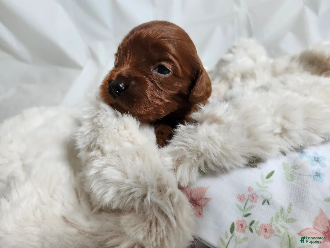 Cavapoo dogs for sale: Fern  - Ad 3