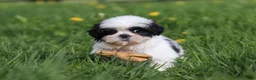 Shih Tzu dogs for sale: Asher - Ad 5