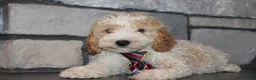 Mini Goldendoodle dogs for sale: Mini Ziggy - Ad 13