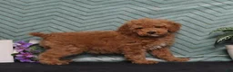 Miniature Poodle dogs for sale: BJ's Yahtzee - Ad 3