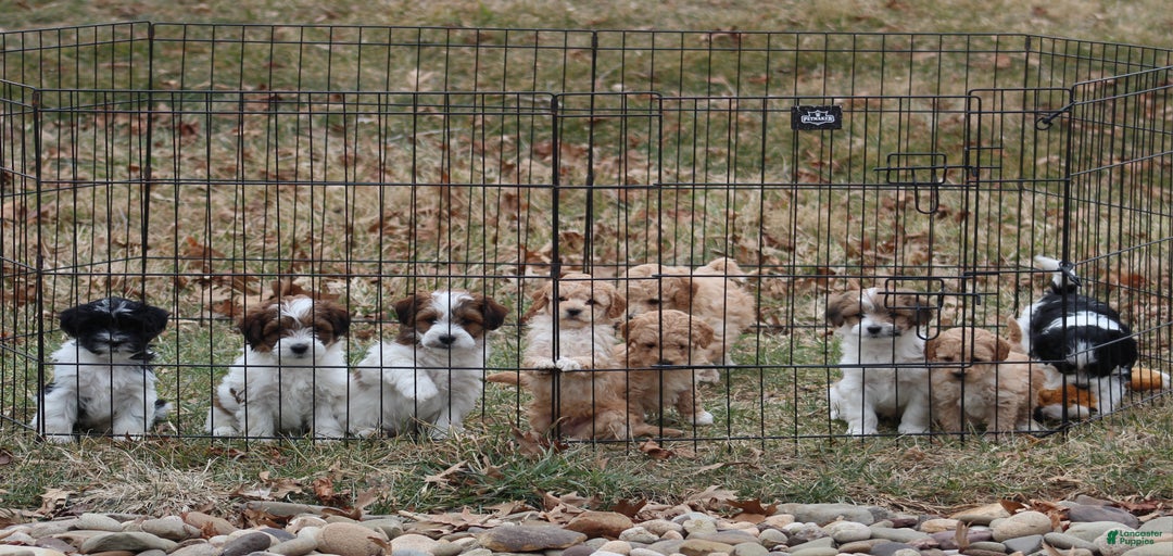 Gallery Image {{count}}