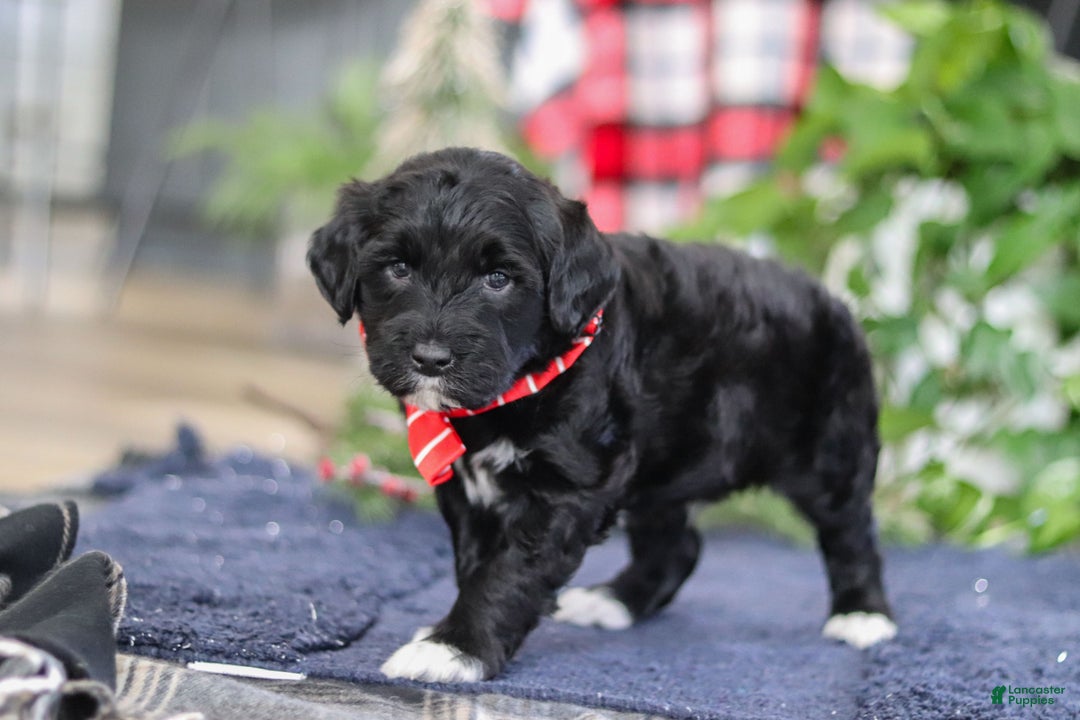 Portuguese Water Dog dogs for sale: Tristan - Ad 10