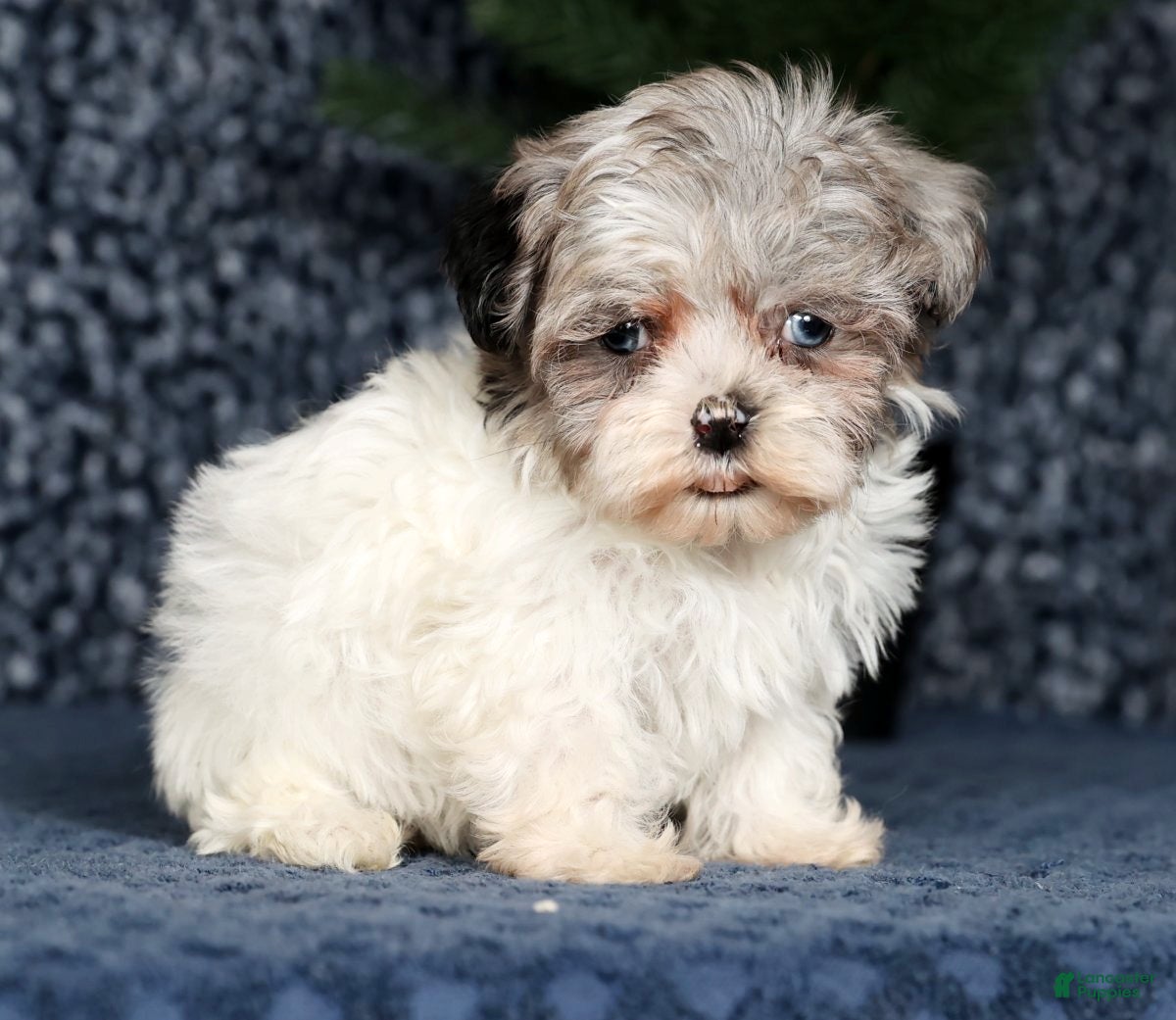 Havapoo dogs Jill - Ad 1