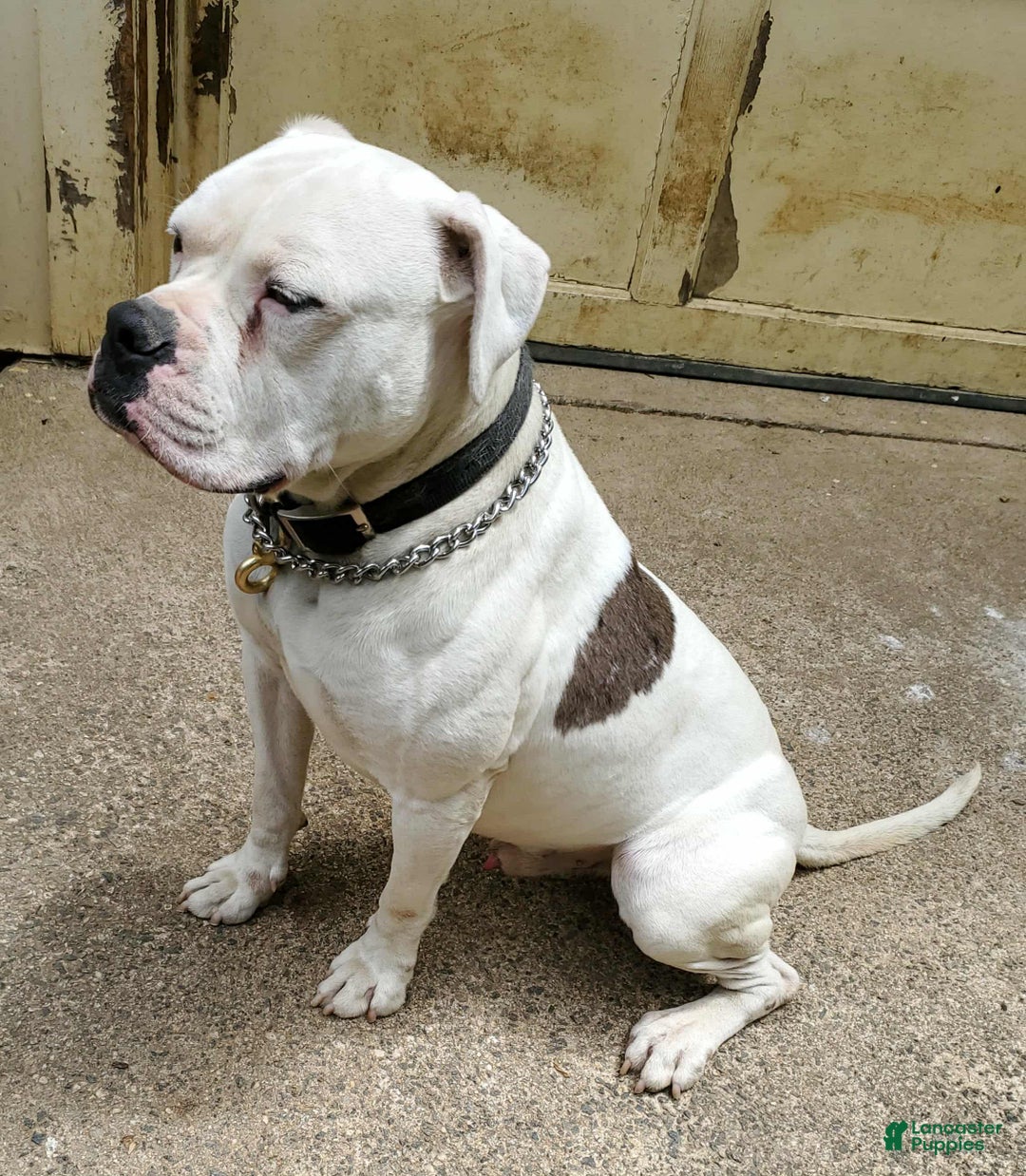 Alapaha Blue Blood Bulldog dogs for sale: Alapaha Blue Blood Bulldog Puppy 1 - Ad 12