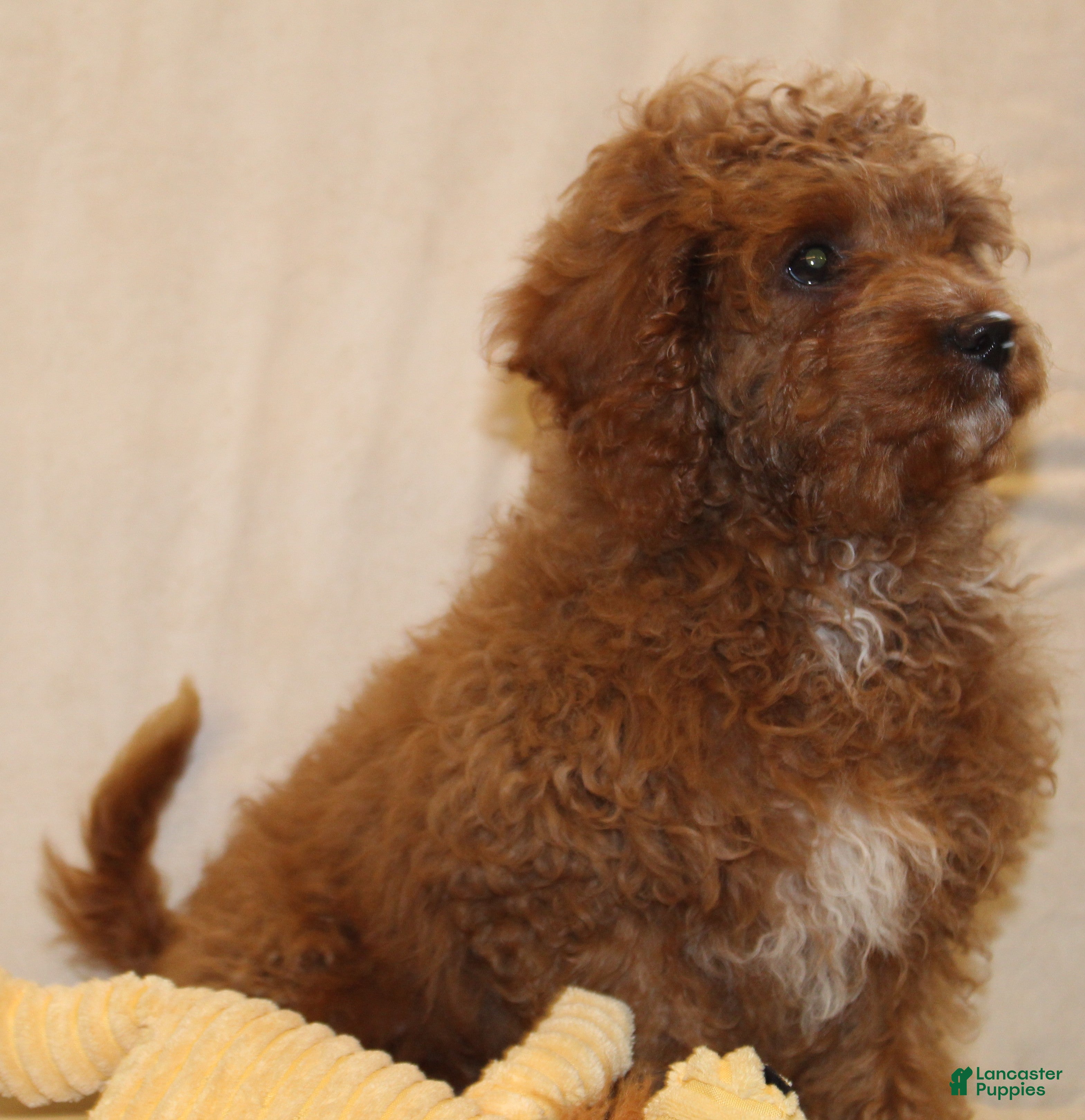 Cavapoo dogs Cocoa - Ad 1
