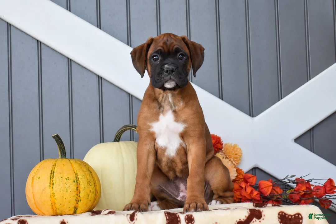 Boxer dogs for sale: Caramel - Ad 1
