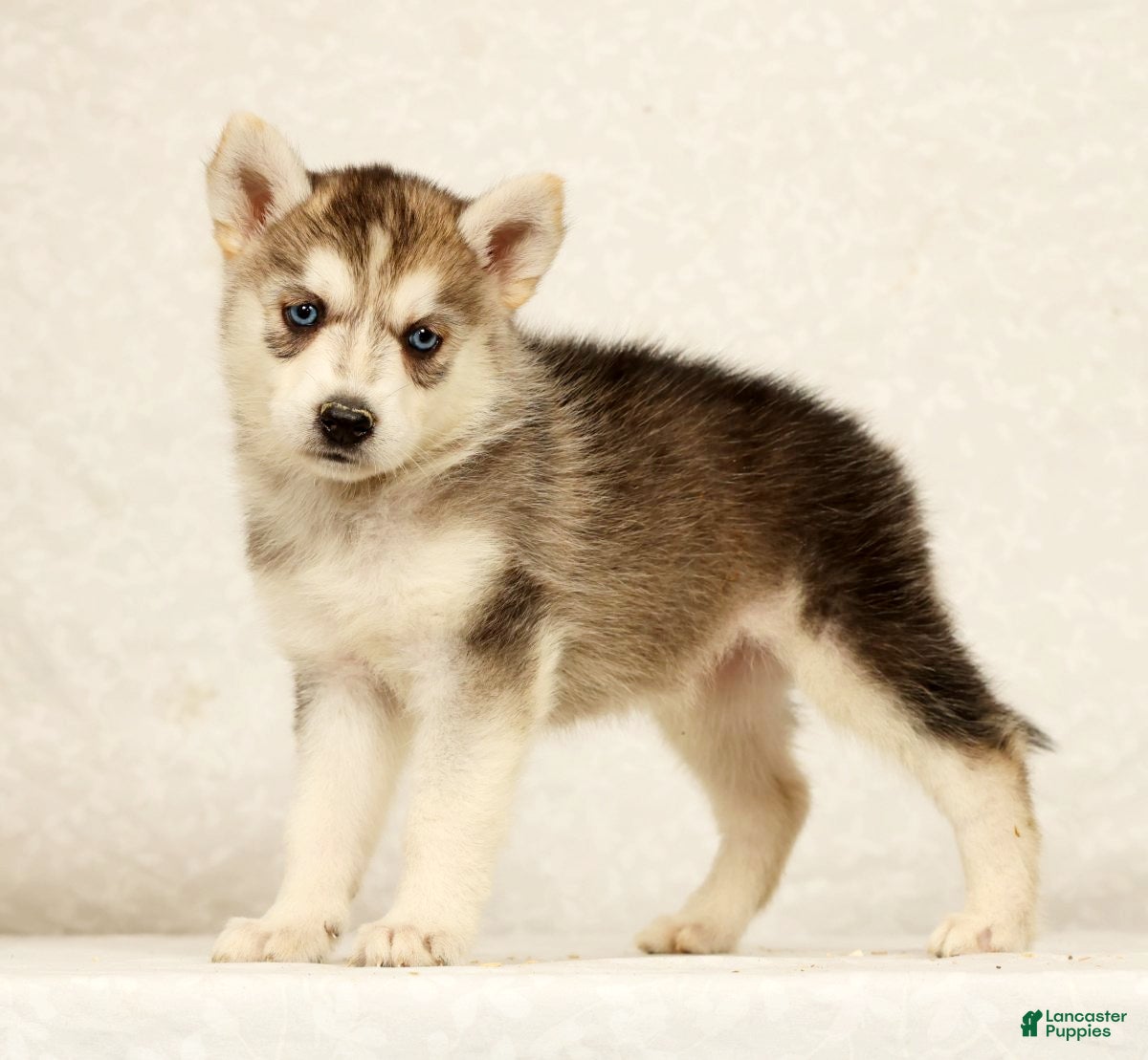 Gerberian Shepsky dogs Abby - Ad 1