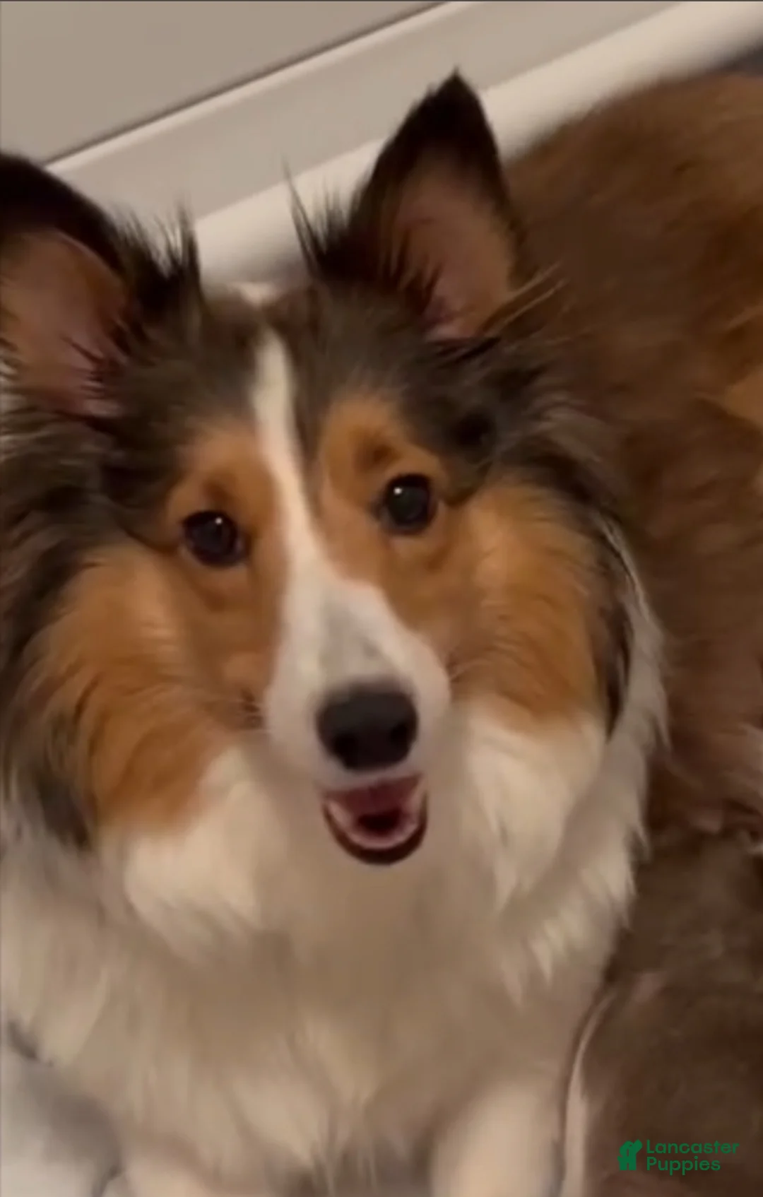 Shetland Sheepdog dogs for sale: Shetland Sheepdog Puppy 1 - Ad 2