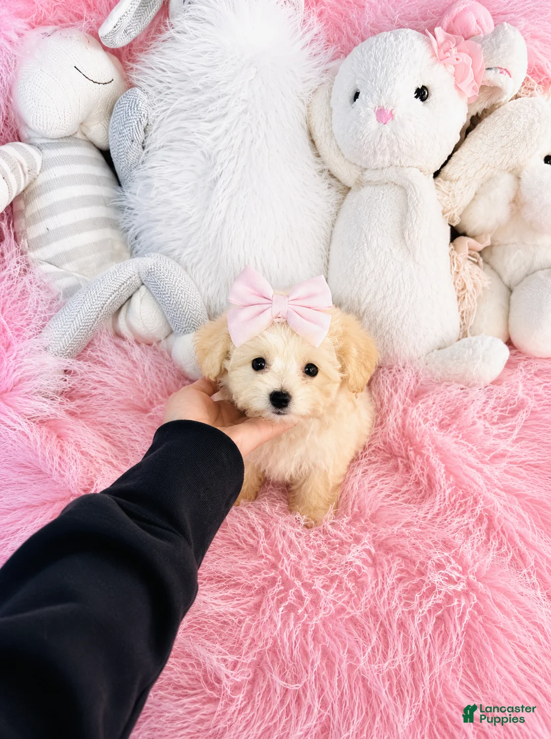 Bichpoo dogs for sale: Teacup Bichpoo- Hand Delivery Available  - Ad 3
