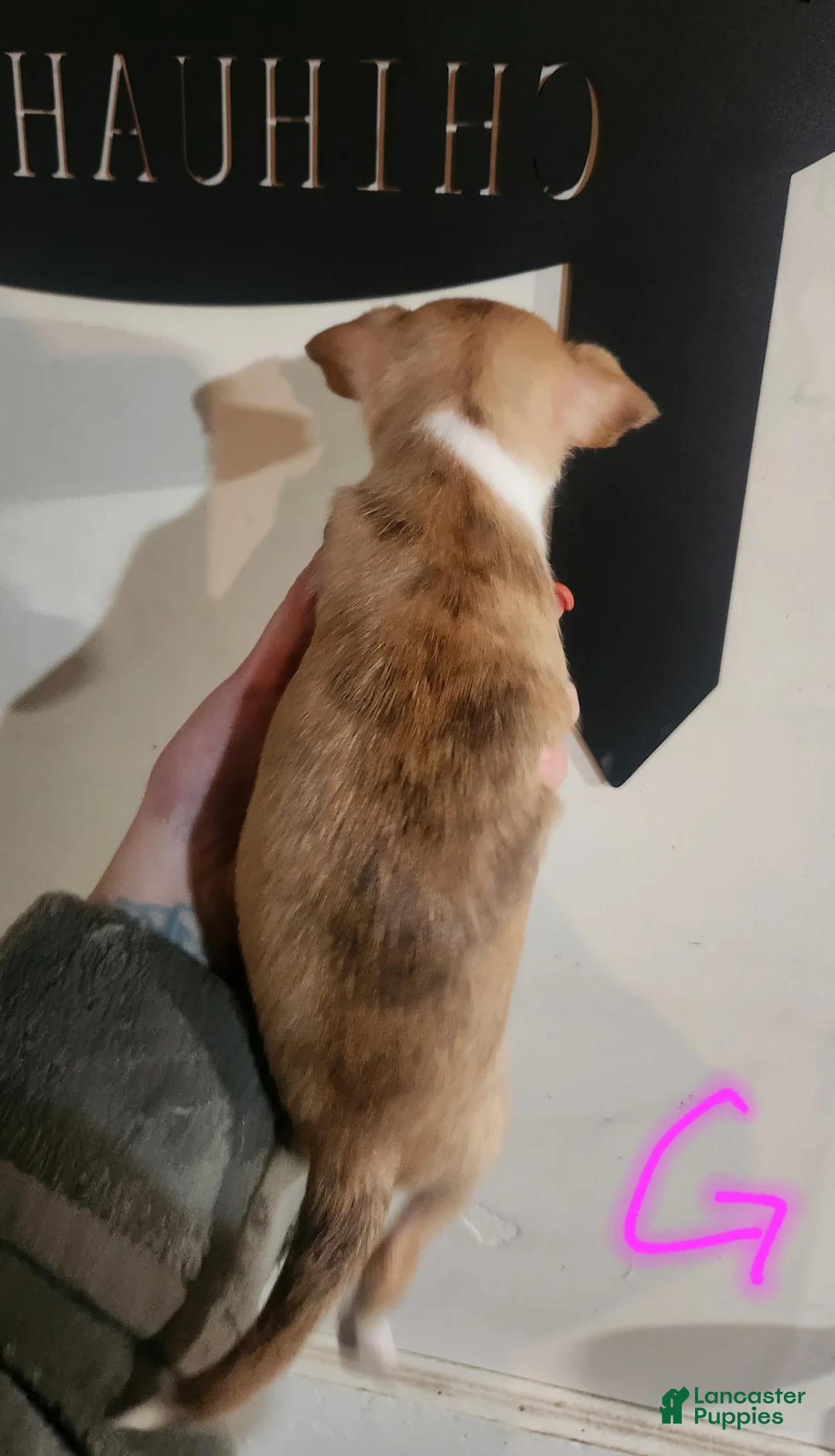 Chihuahua dogs for sale: Red - Ad 3